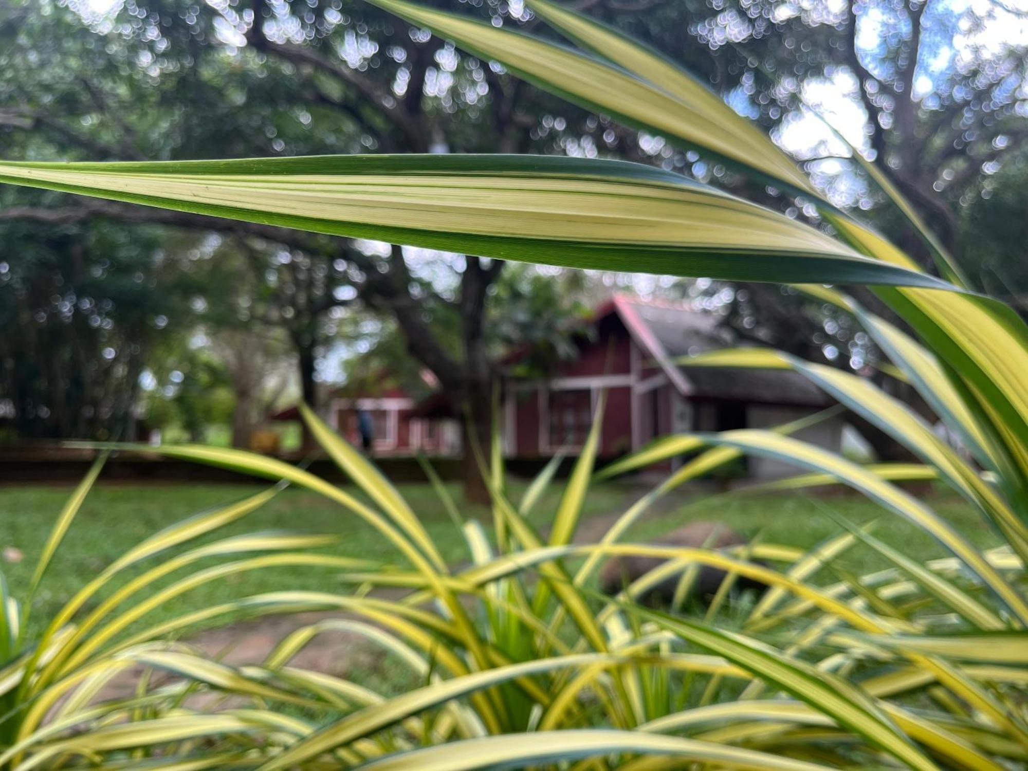 Royal Green Garden - Puttalam Exterior photo